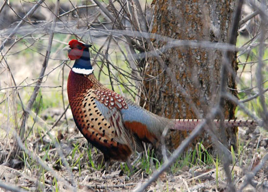 Bird Stocking, Hunting, Outdoor Range: Important Information and Dates