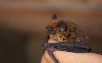 Wankinquoah Junior Associates Species Spotlight: Little brown bat